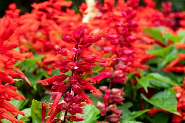 Salvia Scarlet Sage Coccinea