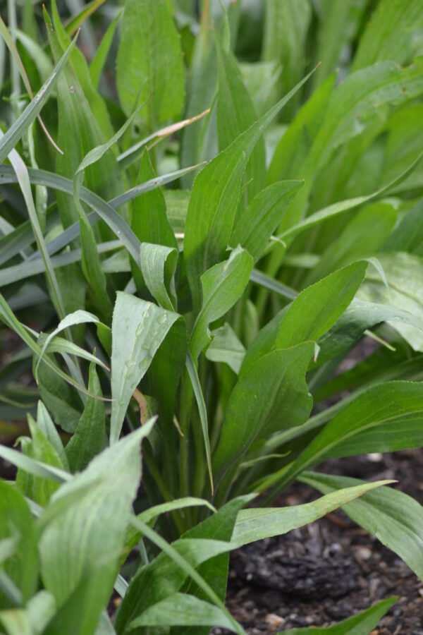 Scorzonera Long Rooted Maxima - Image 2