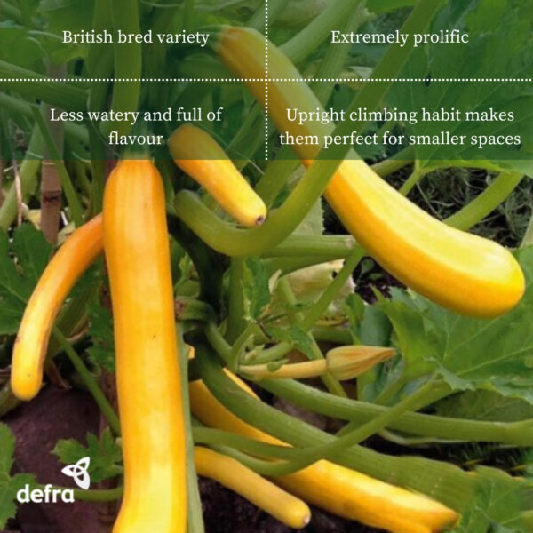 Courgette Climbing Shooting Star Yellow/Golden - Image 2