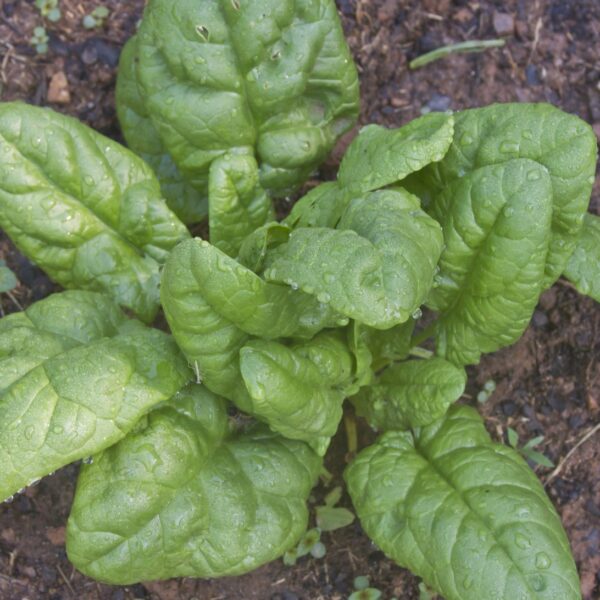 Spinach Bloomsdale Long Standing - Image 2