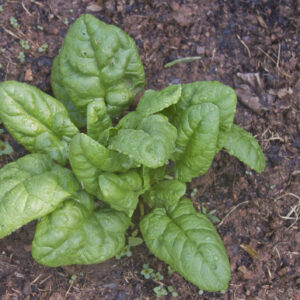 Organic Spinach Bloomsdale Long Standing