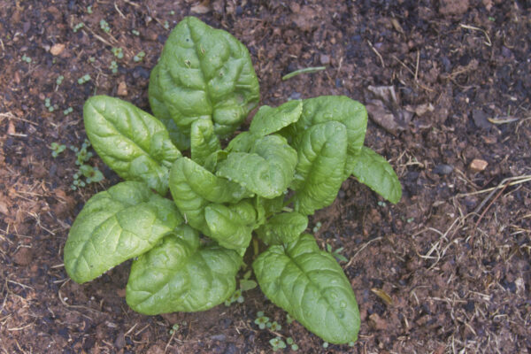 Organic Spinach Bloomsdale Long Standing