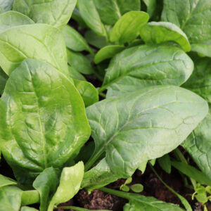 Spinach Matador