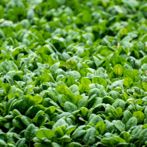 Spinach Medania