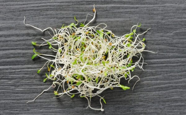 Sprouting Alfalfa (Standard) - Image 3