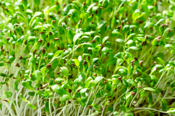 Sprouting Alfalfa (Standard) - Image 2