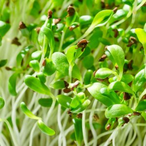 Sprouting Alfalfa (Standard)