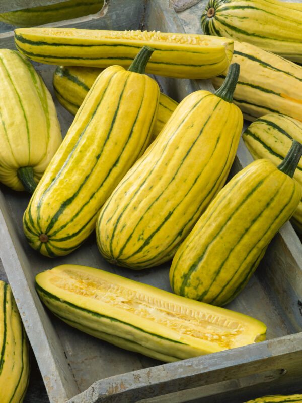 Organic Squash Delicata