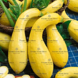 Squash Summer Crookneck Organic