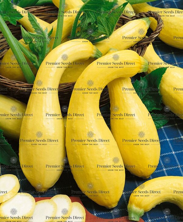 Squash Summer Crookneck Organic