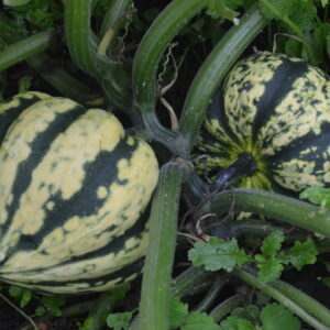 Squash Harlequin F1