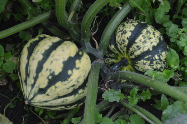 Squash Harlequin F1