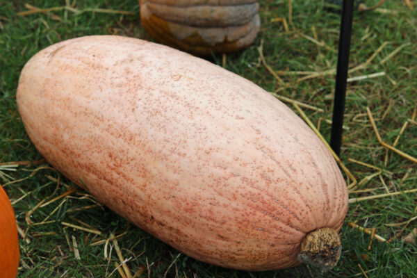 Squash Jumbo Pink Banana - Image 2