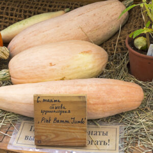 Organic Squash Jumbo Pink Banana