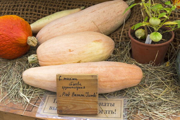 Organic Squash Jumbo Pink Banana