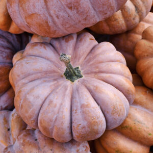 Squash Muscade De Provence