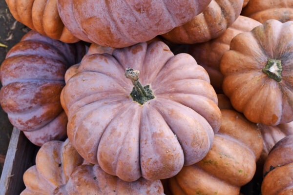Squash Muscade De Provence