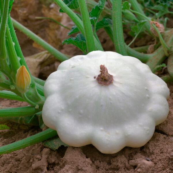 Squash - Early White Bush Scallop - Image 4