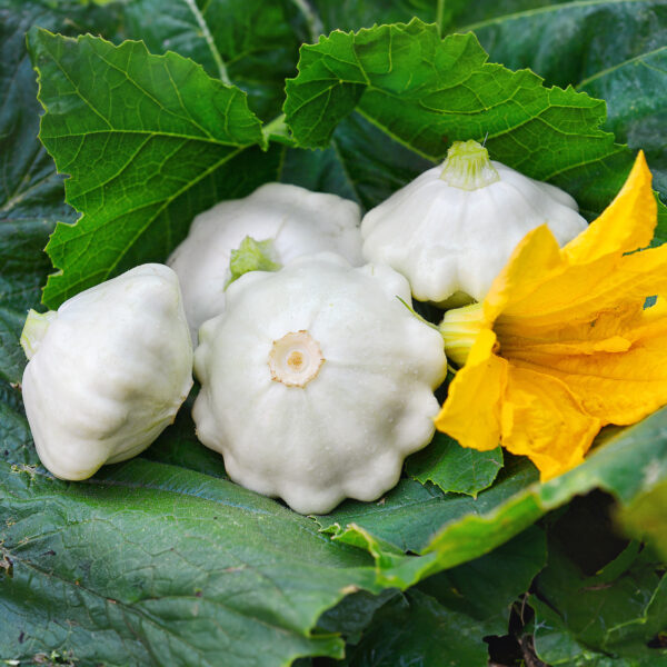 Squash - Early White Bush Scallop - Image 5