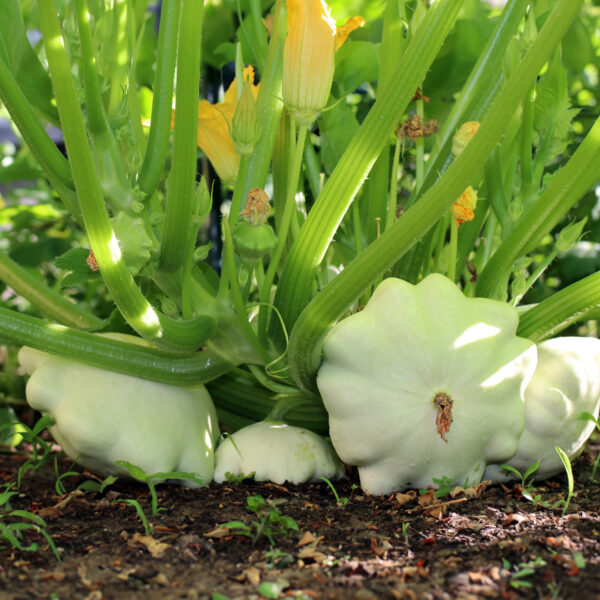 Squash - Early White Bush Scallop - Image 2