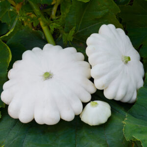 Squash - Early White Bush Scallop