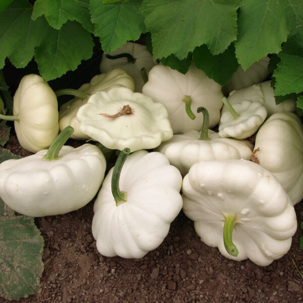 Squash - Early White Bush Scallop - Image 3