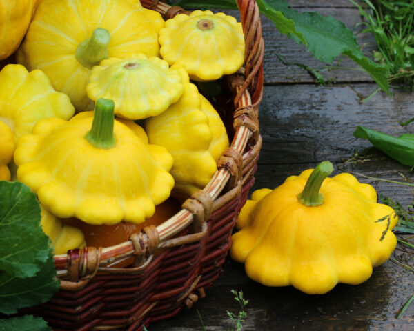 Organic Early Yellow Bush Scallop Patty Pan Squash