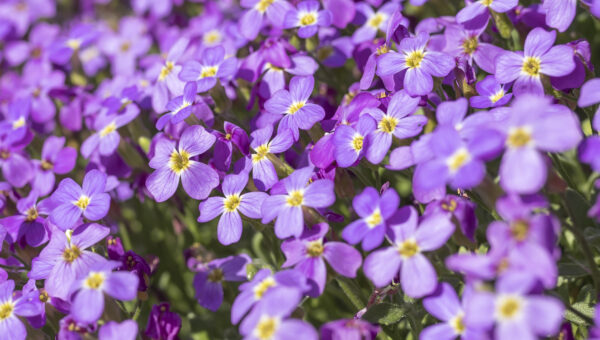 Stock Virginia Malcomia Maritima - Image 2