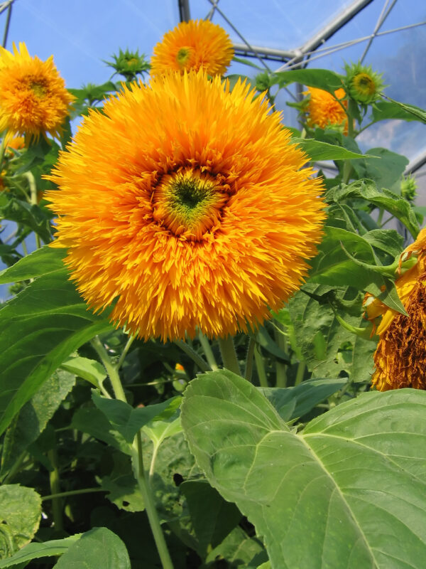 Sunflower Orange Sun Double - Image 2