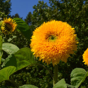 Sunflower Orange Sun Double