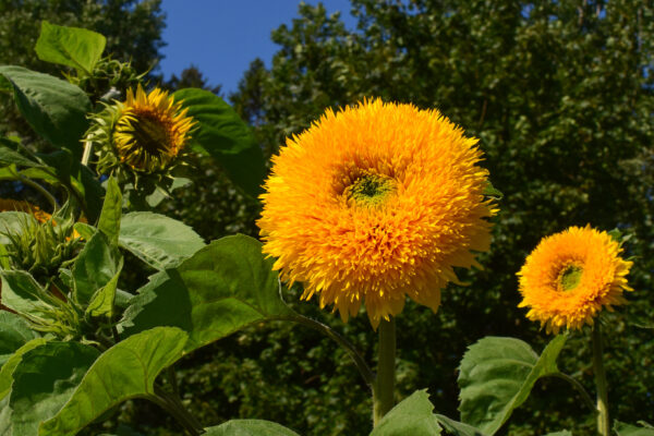 Sunflower Orange Sun Double