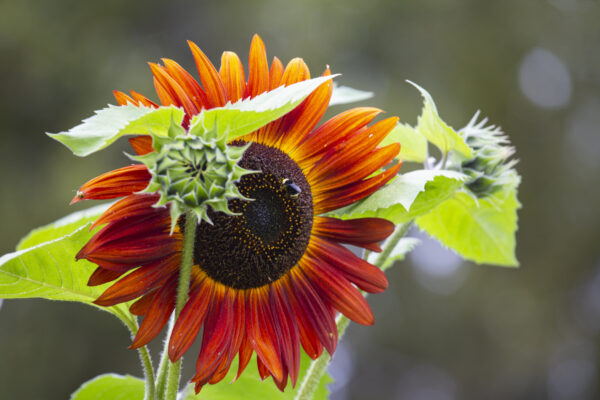 Sunflower Red Sun - Image 2