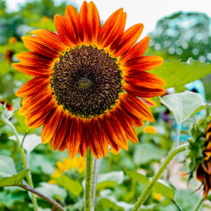 Sunflower Red Sun