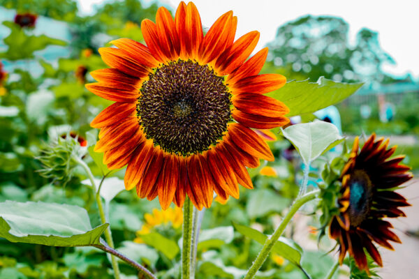 Sunflower Red Sun