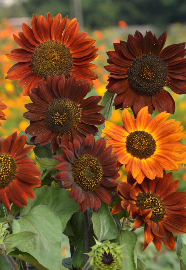 Sunflower Red Sun - Image 3