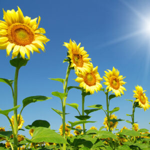 Organic Giant Sunflower Skyscraper