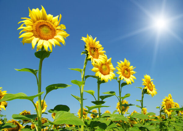 Organic Giant Sunflower Skyscraper