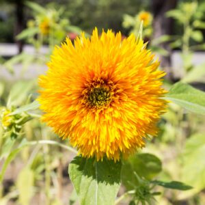 Organic Sunflower Sungold Dwarf