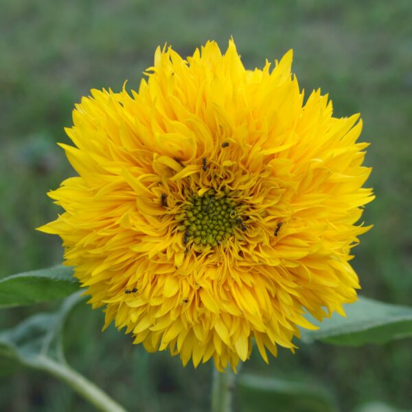 Sunflower Teddy Bear - Image 3