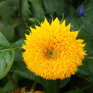 Sunflower Teddy Bear