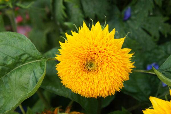 Sunflower Teddy Bear