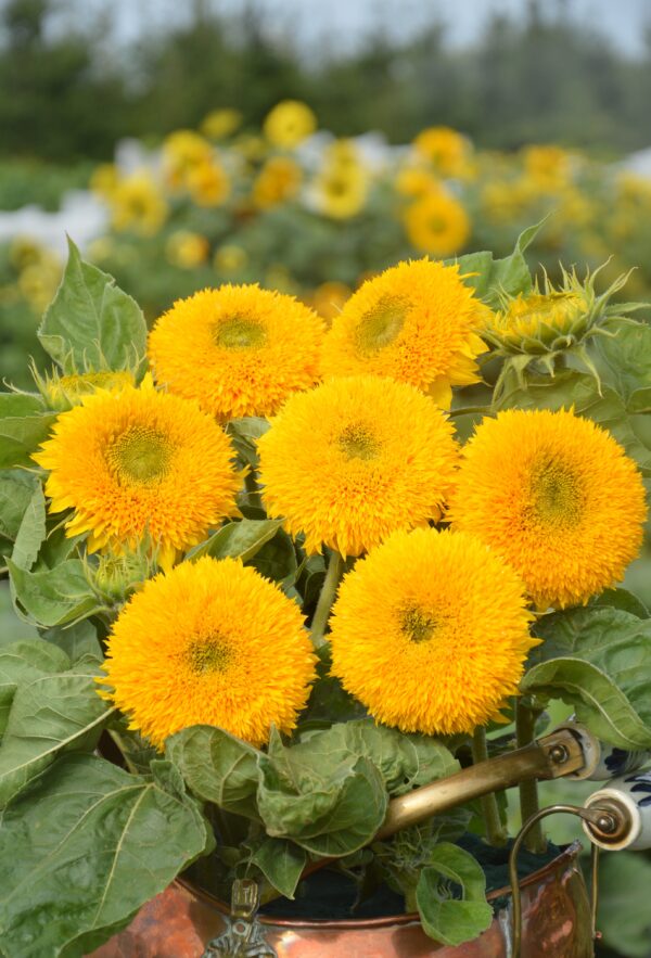 Sunflower Teddy Bear - Image 2