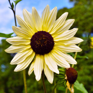 Sunflower Vanilla Ice
