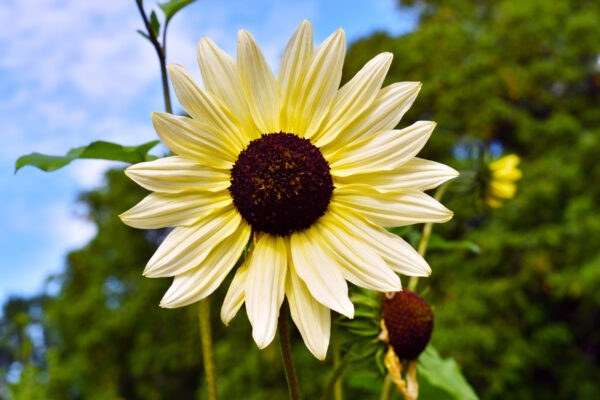 Sunflower Vanilla Ice