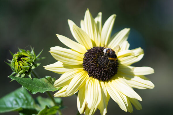 Sunflower Vanilla Ice - Image 2