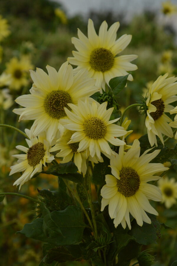 Sunflower Vanilla Ice - Image 3