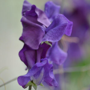 Sweet Pea Blue Velvet Spencer