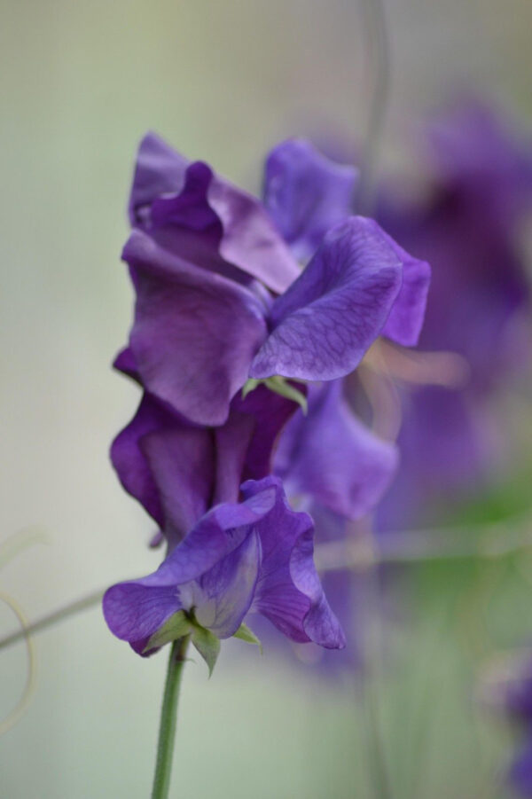 Sweet Pea Blue Velvet Spencer