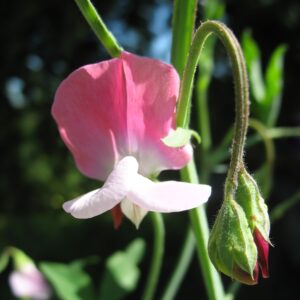 Sweet Pea Painted Lady