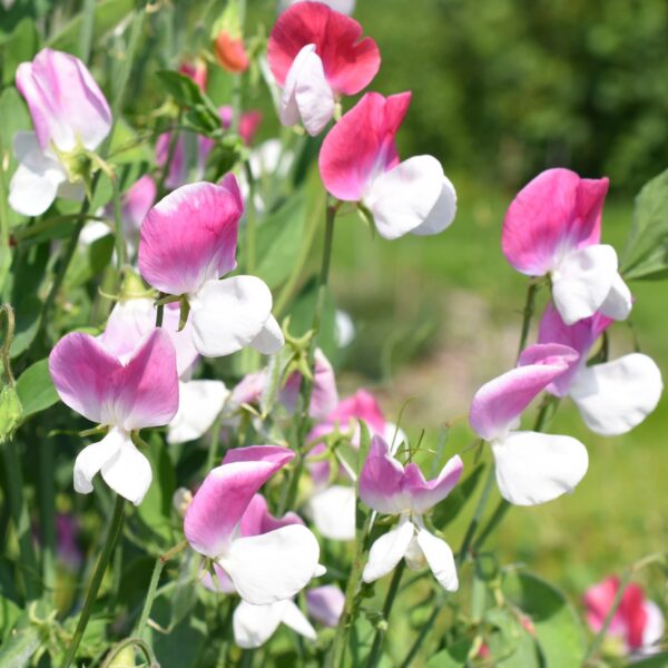 Sweet Pea Painted Lady - Image 3